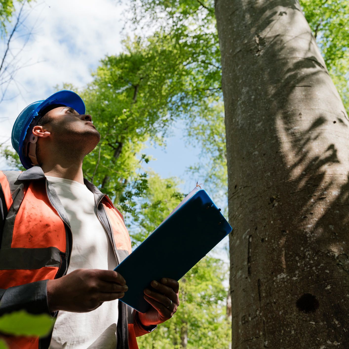 A man is looking up at a tree while holding a clipboard A man is looking up at a tree while holding a clipboard