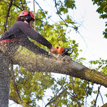 A man is cutting a tree branch with a chainsaw.