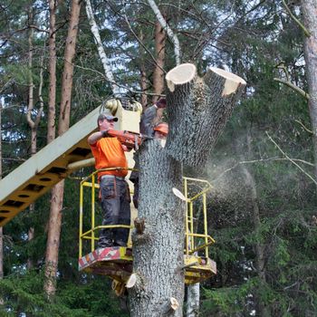 A man is cutting down a tree with a chainsaw