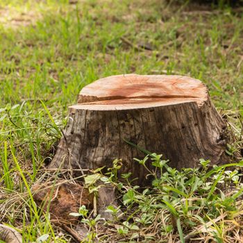 A tree stump is sitting on top of a lush green field.
