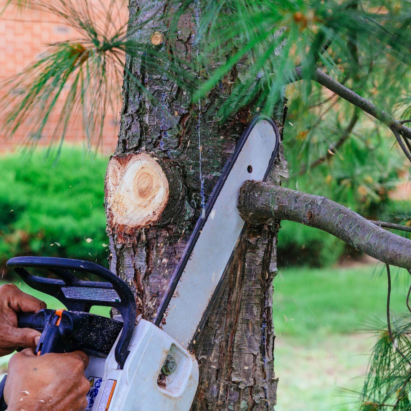 A man is cutting a tree with a chainsaw. A man is cutting a tree with a chainsaw.