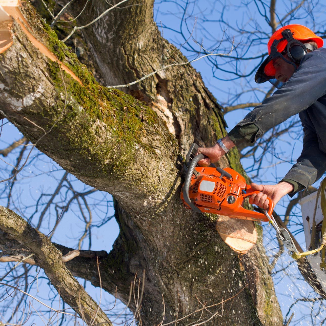 A man is cutting a tree with a chainsaw A man is cutting a tree with a chainsaw