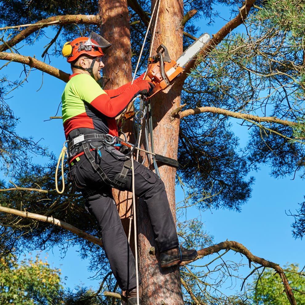 A man is cutting a tree with a chainsaw. A man is cutting a tree with a chainsaw.
