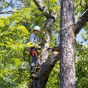 A man is cutting a tree with a chainsaw. A man is cutting a tree with a chainsaw.
