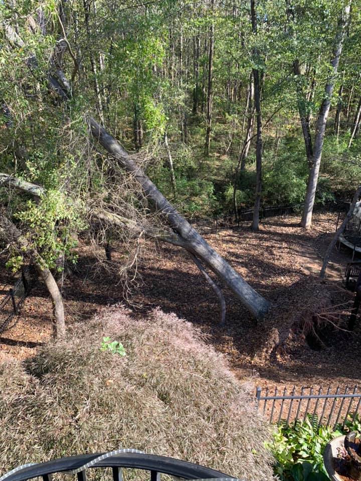 Timberline Expert Tree Service 19