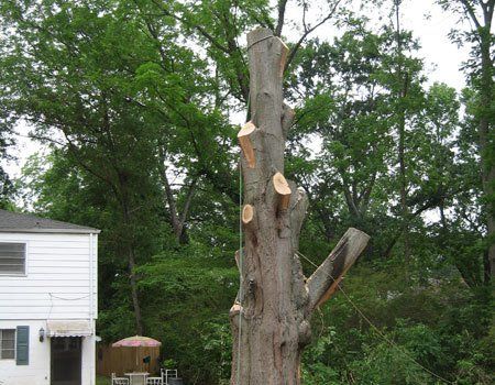Tree Removal Duluth & Alpharetta, GA