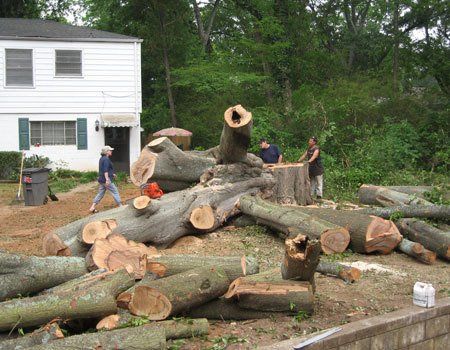 Tree Removal Duluth, GA