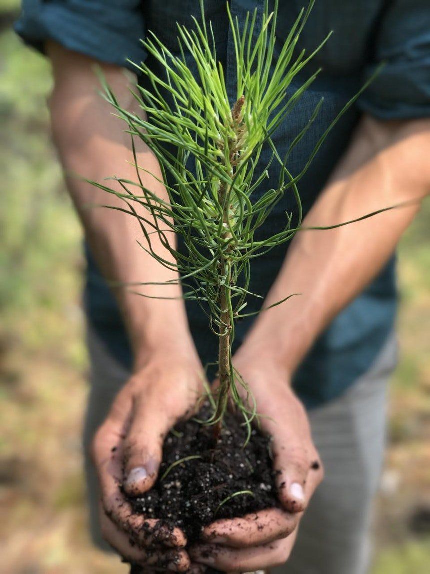 individual holding small tree to plant in ground