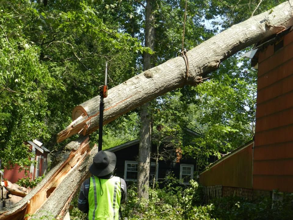 emergency tree removal by contractor