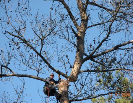 Tree Trimming Service | Professional Tree Service | Roswell & Duluth, GA