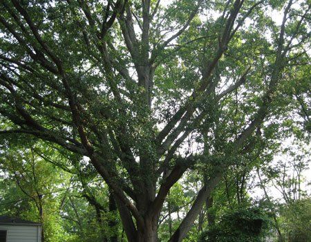 Timberline Expert Tree Service 34