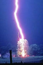 Timberline Expert Tree Service 1