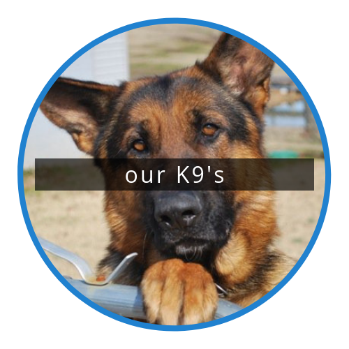 German shepherd behind a blue circle frame with “our K9’s” banner overlay