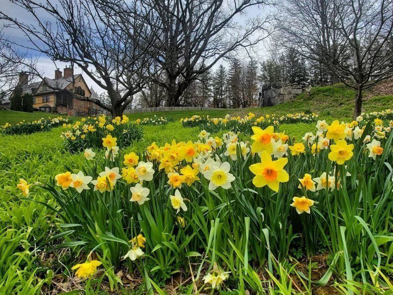 A field of yellow and white flowers with trees in the background