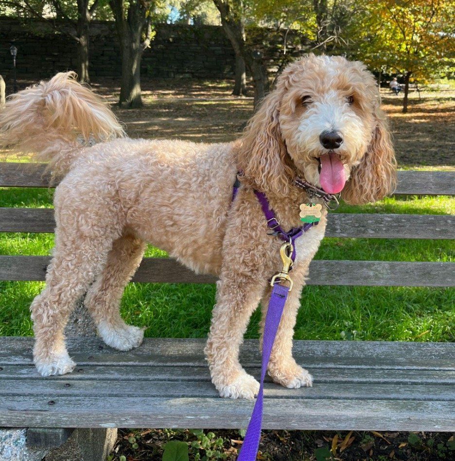 A dog is standing on a bench with its tongue hanging out