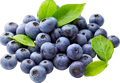 Blue blueberries with green leaves.