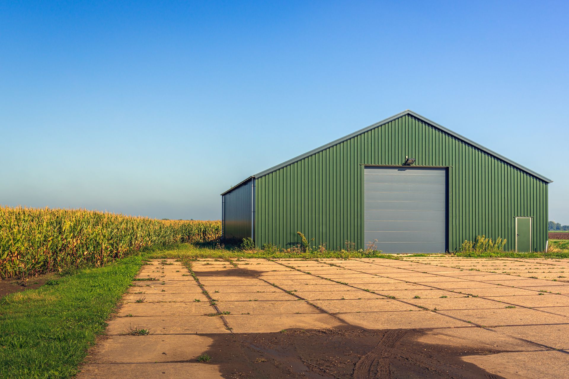 Un bâtiment de stockage en métal vert se dresse à côté d'un grand champ de maïs, sous un ciel bleu azur.