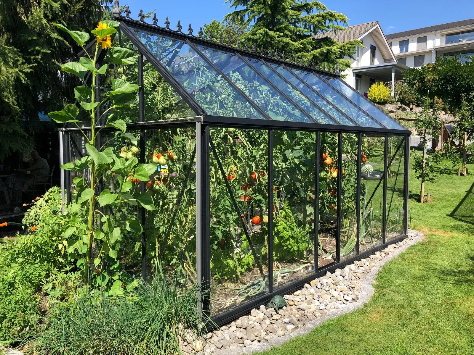 Greenhouse filled with tomato plants, black frame, sunny garden setting.