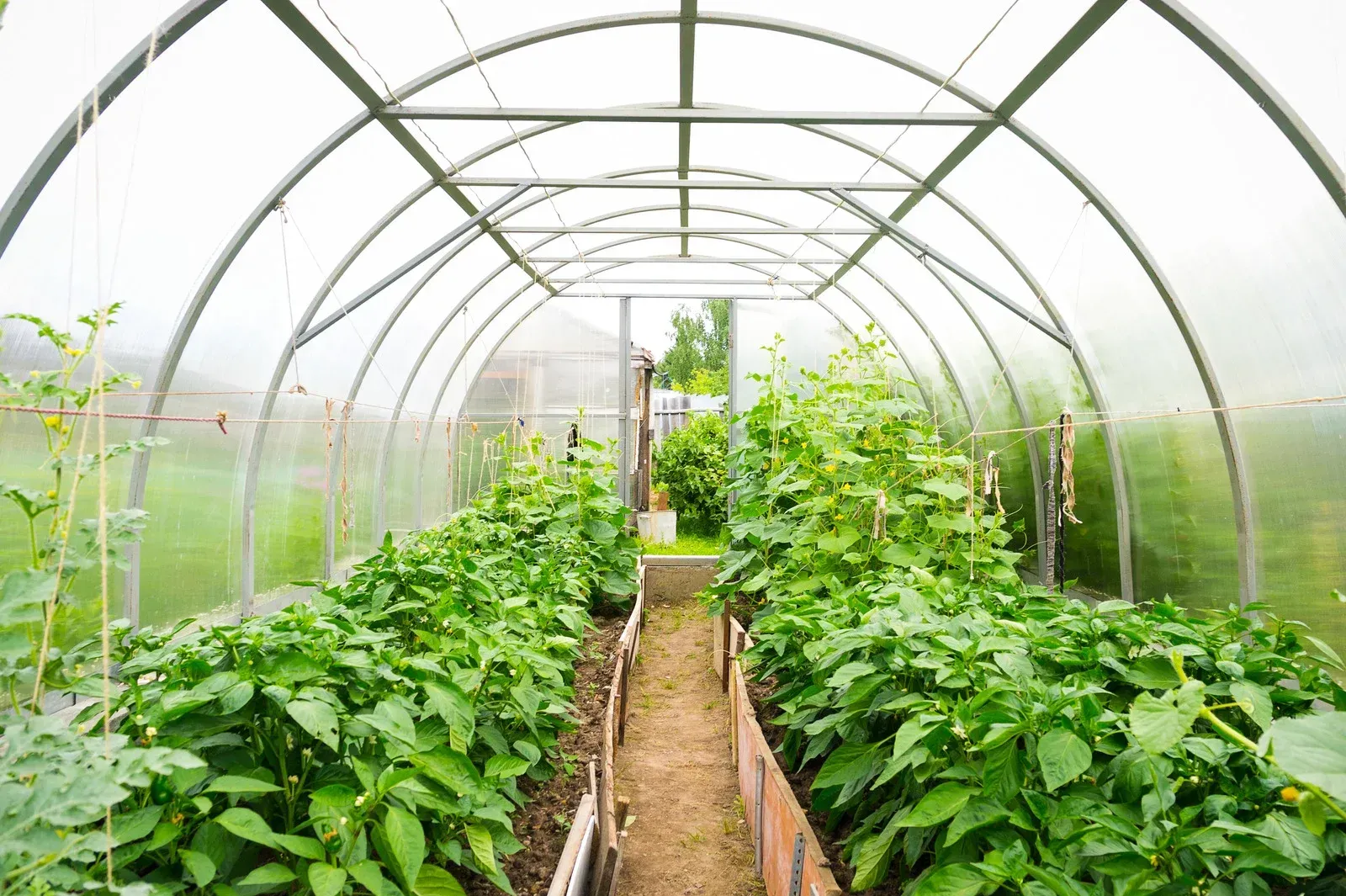 Inside a greenhouse, rows of green plants are growing, with a wooden walkway in between.