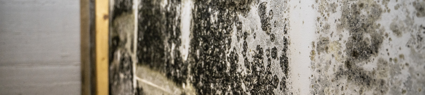 Mold-covered wall in a damp environment. Black and gray mold growth on a white surface.