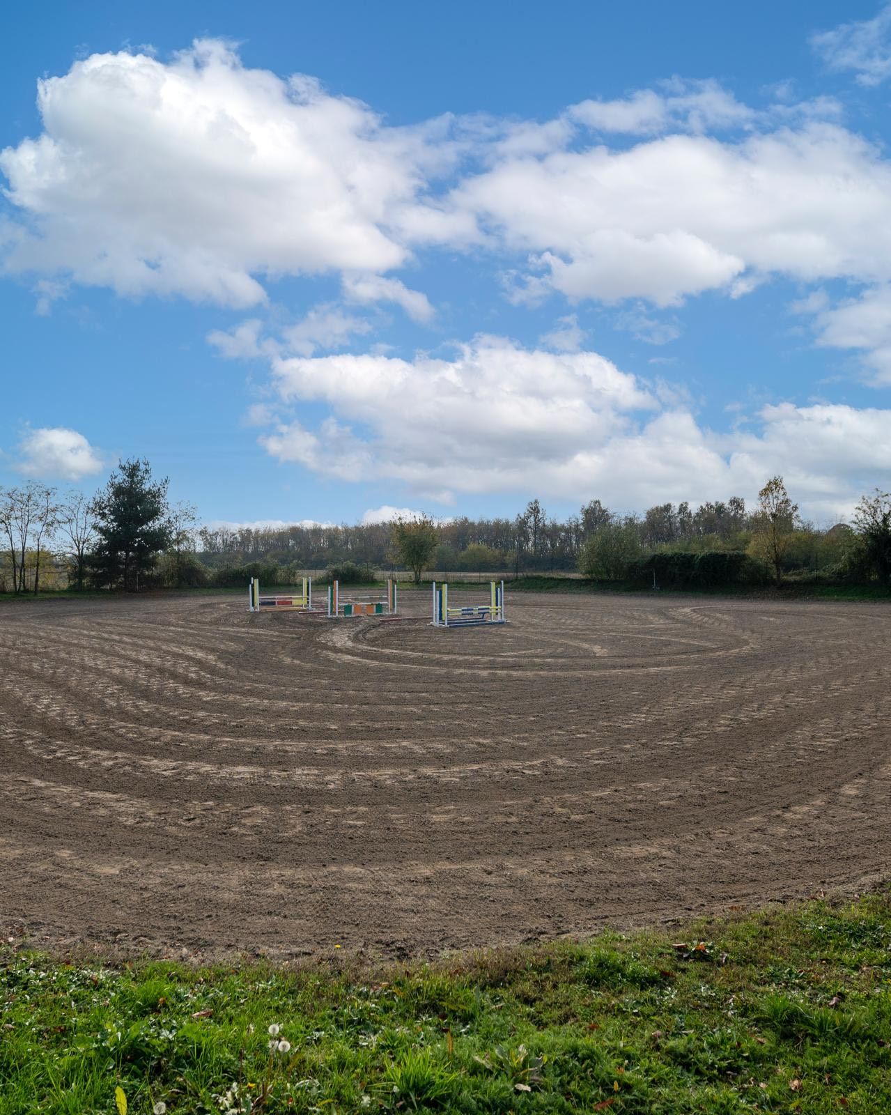 Cavallo e cavaliere in un'arena sabbiosa sotto un cielo azzurro, vicino a un grande albero.