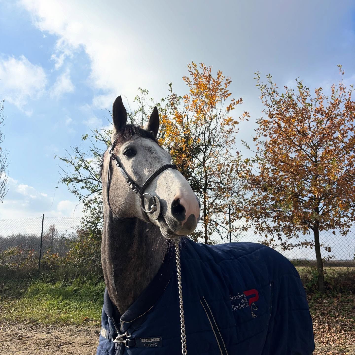 Cavallo grigio con coperta e briglie blu, in piedi all'aperto in una giornata di sole.