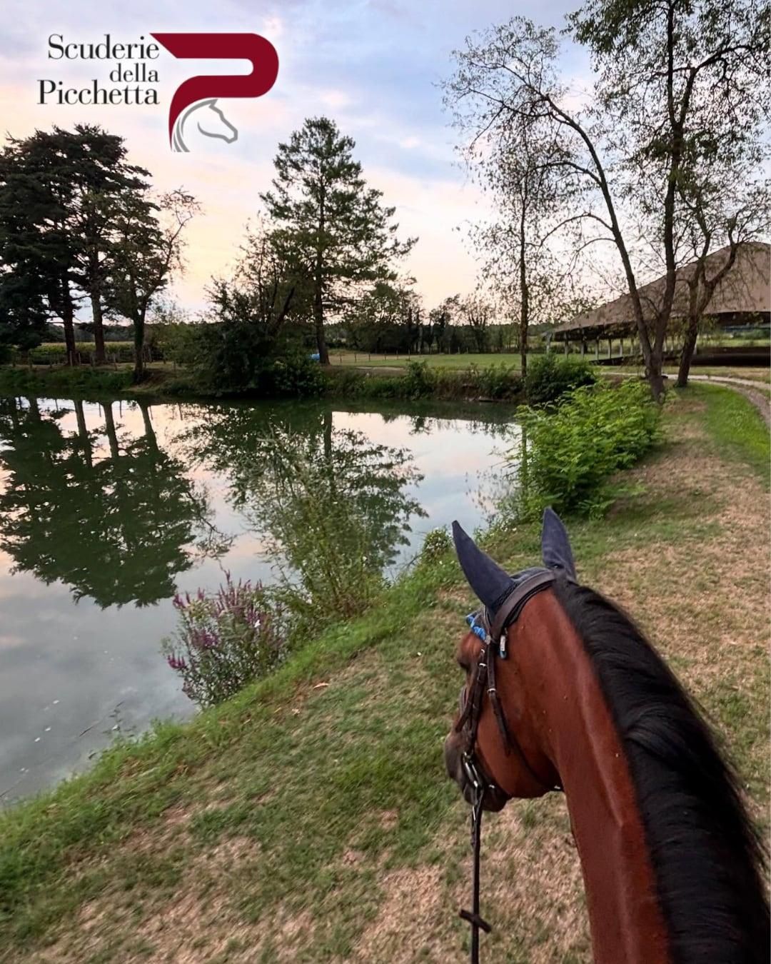 Testa di cavallo con finimenti in riva a un lago al tramonto. Vista panoramica di alberi e di una struttura in lontananza.