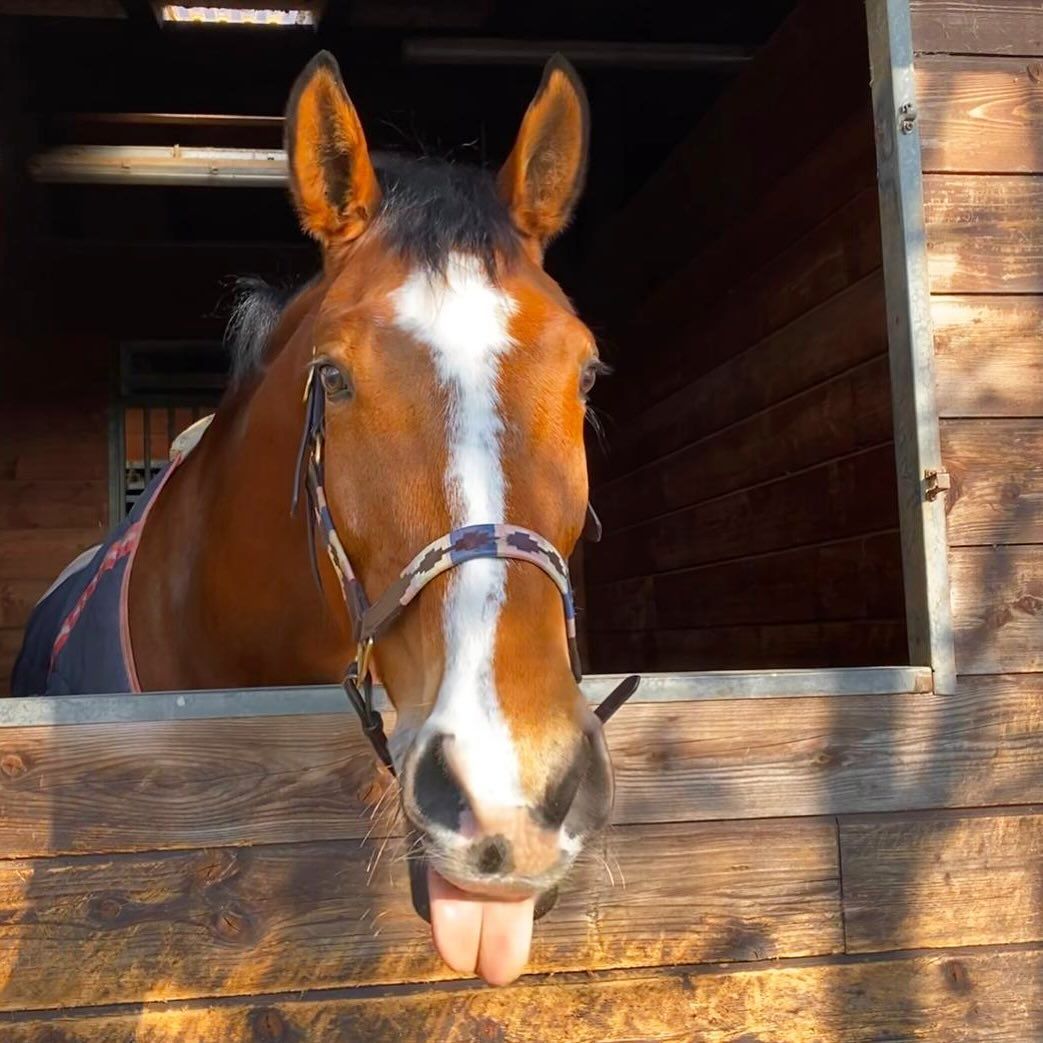 Cavallo marrone con una macchia bianca e una lingua rosa sporgente, in una stalla di legno.