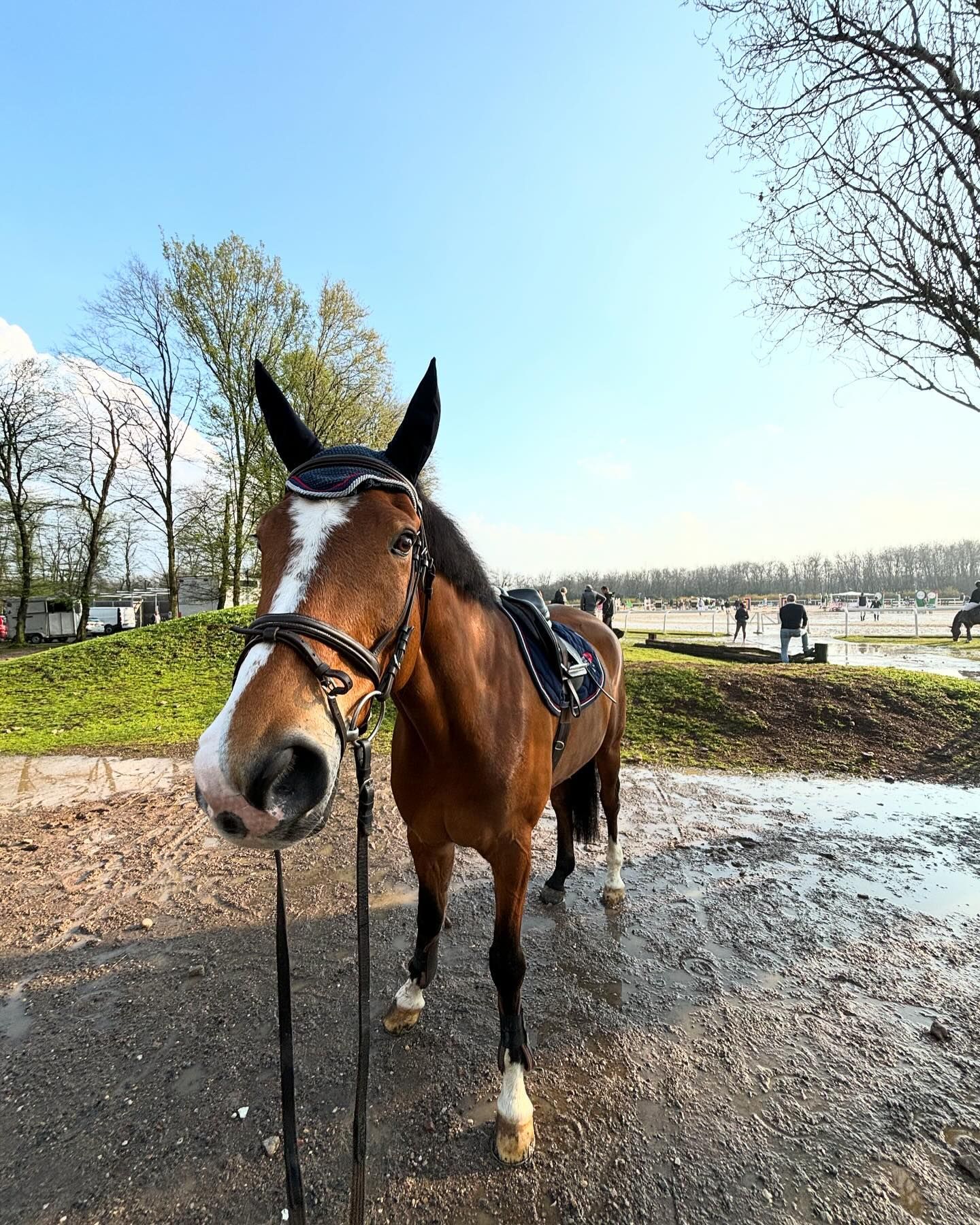 Cavallo baio con finimenti in piedi in una zona umida, giornata di sole con persone e alberi sullo sfondo.