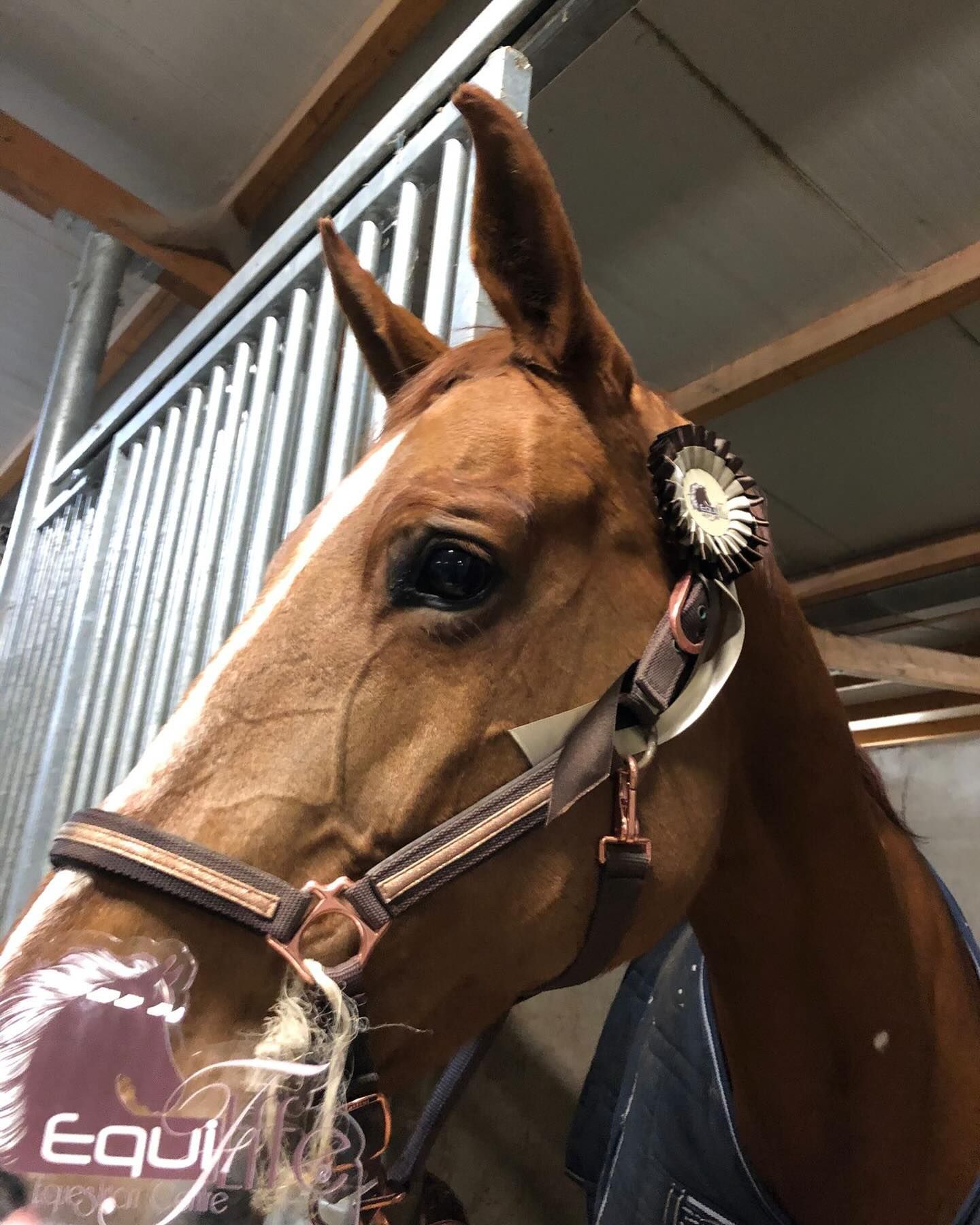 Cavallo sauro con cavezza e coccarda in una stalla.