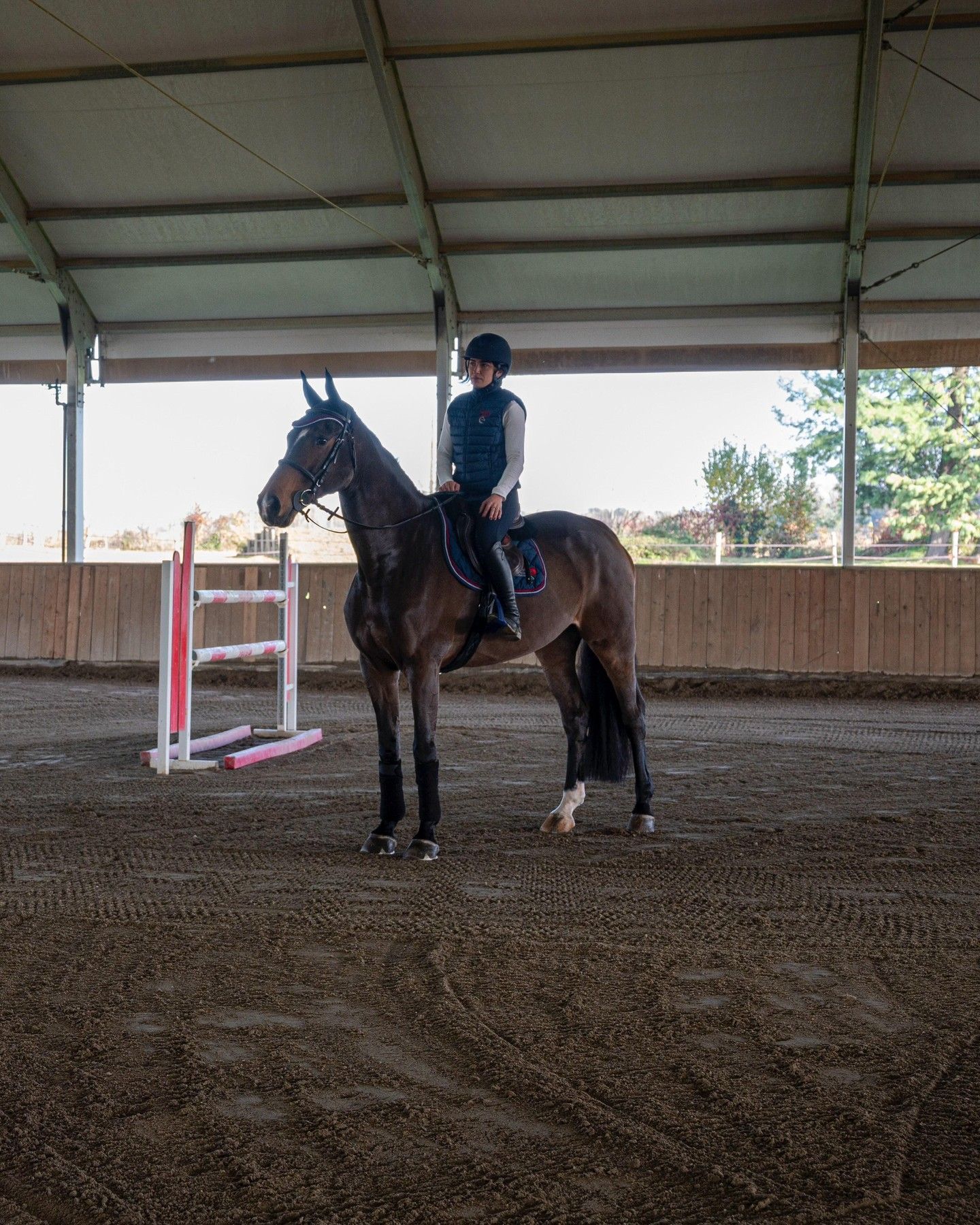 Persona che cavalca un cavallo scuro in un maneggio coperto, avvicinandosi a un ostacolo con pali rosa.