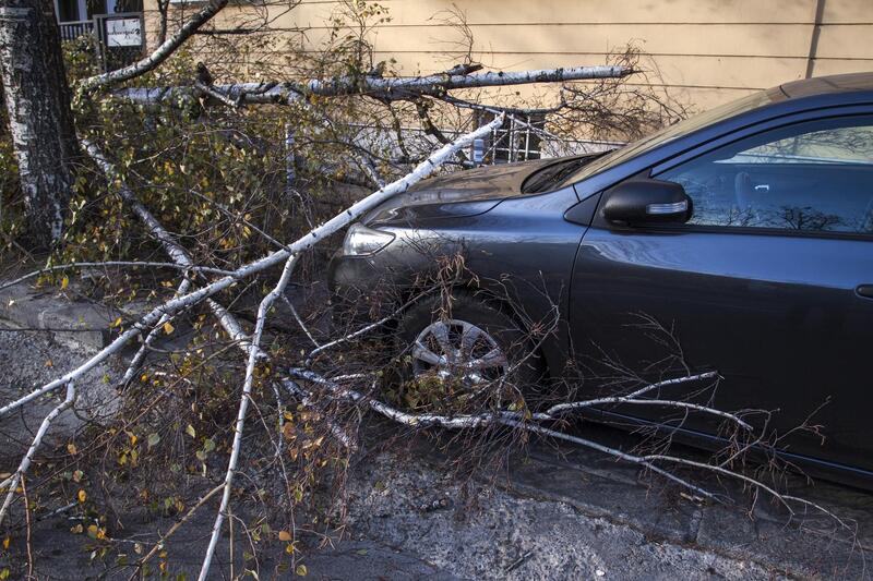 Fallen branches sitting on grey car