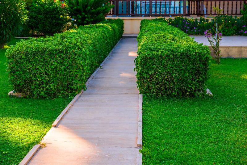 Pathway to front of house with hedges on either site
