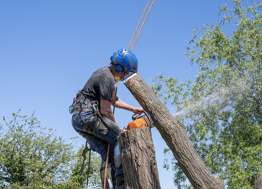 Man with climbing gear on topping a tall tree on a Maple Ridge Tree Service Job Site