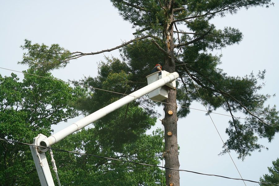 Man lift being used for tree topping at Maple Ridge Tree Service