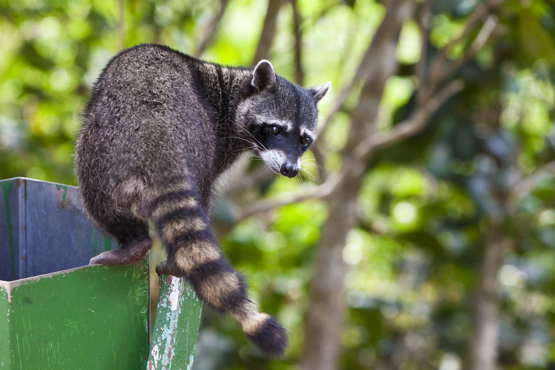 Racoon on a Fence