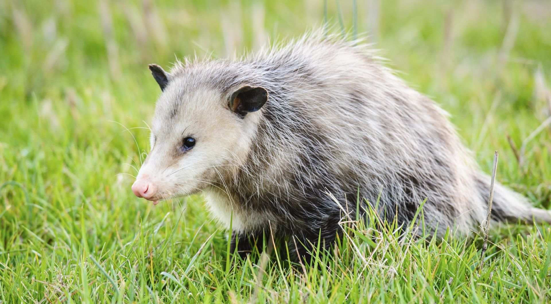 Opossum Removal, Durham, NC