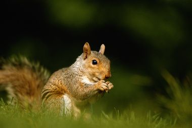 Flying Squirrel Removal  Durham, Clayton, Chapel Hill