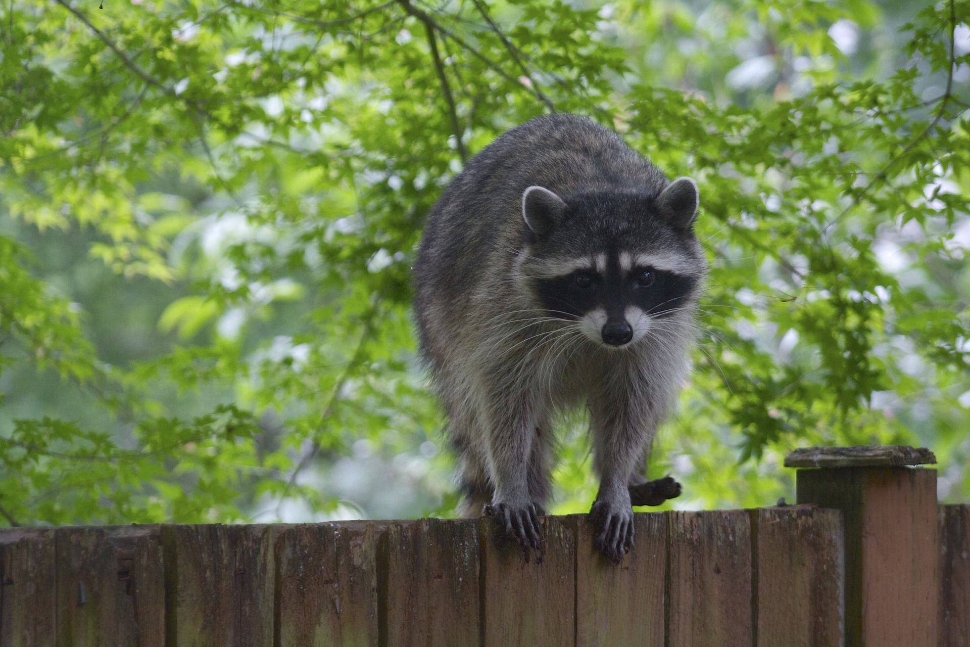 raccoon removal Raleigh, NC
