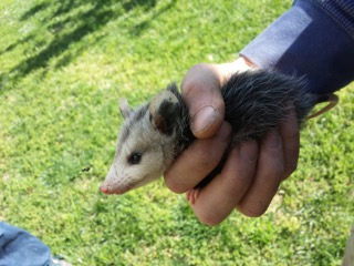 opossum removal Holly Springs NC