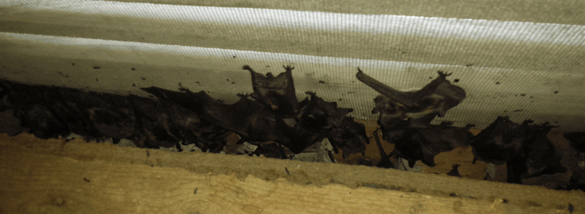 bat infestation in attic