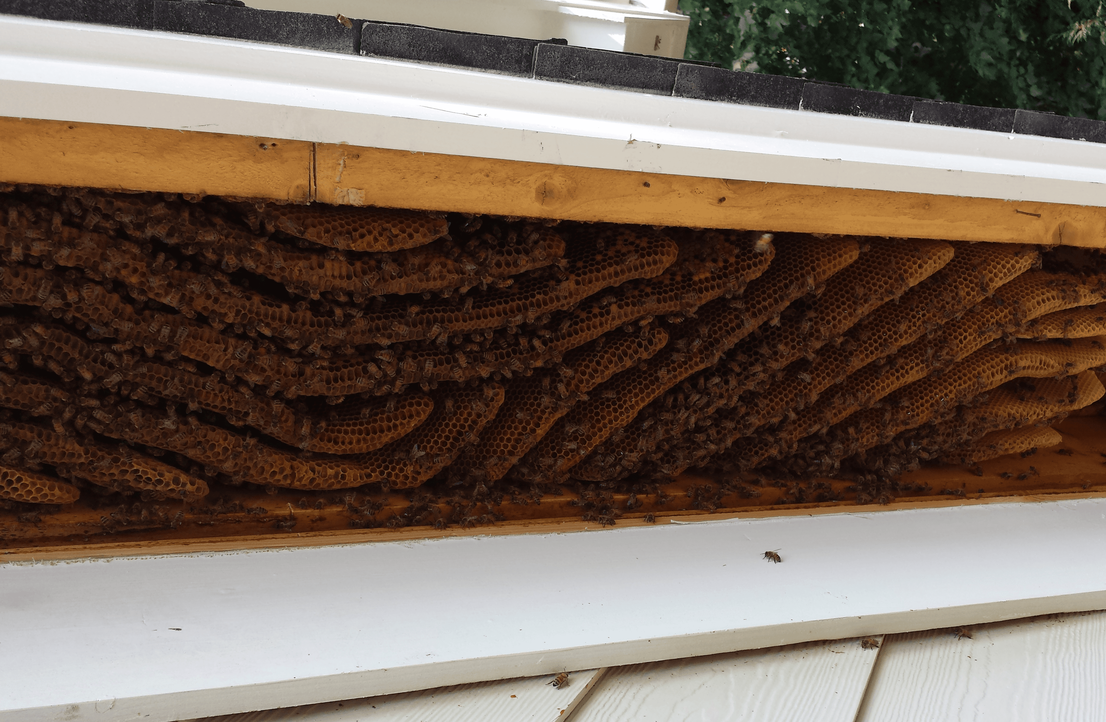 Bee Removal Knightdale, Chapel Hill,NC
