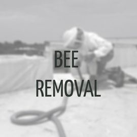 Bee Removal Raleigh, NC