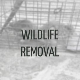 Wildlife Removal Raleigh, NC