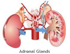 Adrenal Gland Disorder Remedy in Kingston, Ulster County NY 12401