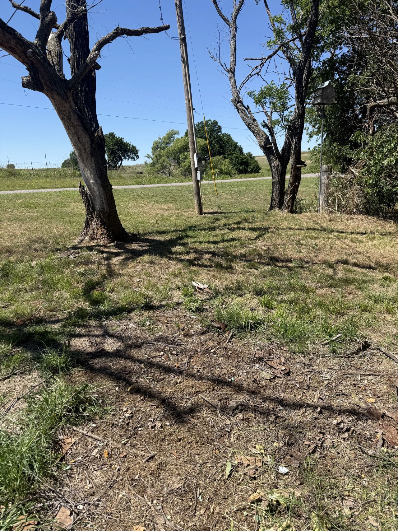 Sunny grassy field with leafless trees and long shadows under a blue sky