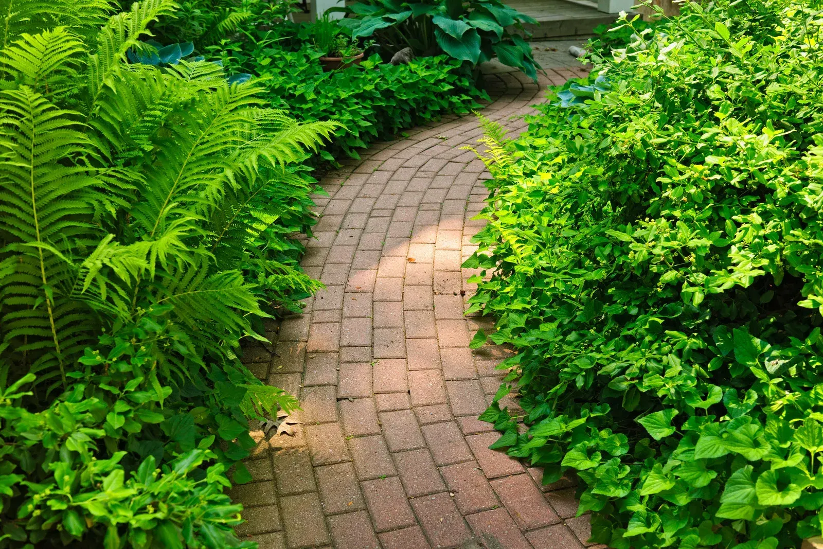 Brick path curves through lush green foliage.
