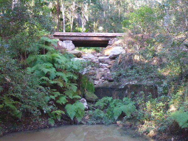 plants and water with bridge