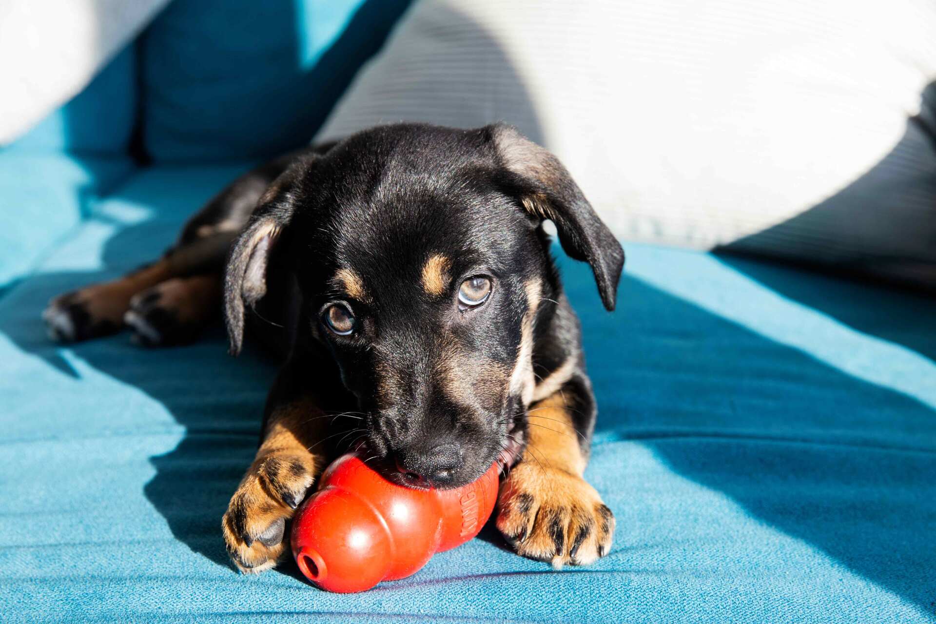 are kong rubber toys safe for dogs