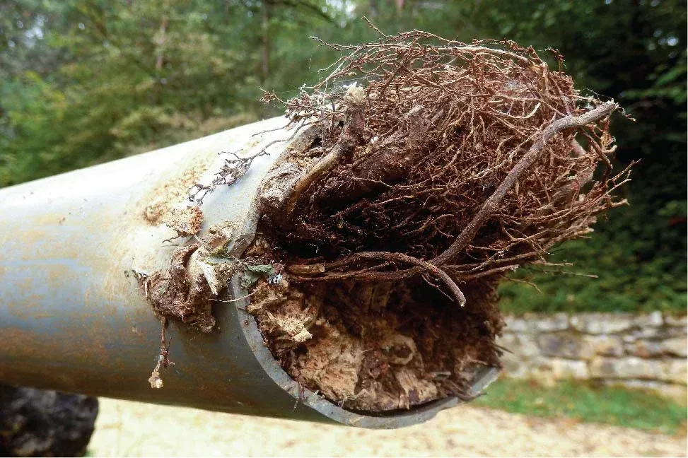 Cut PVC pipe filled with brown roots and debris.